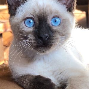 Meet your Posher, Georgia